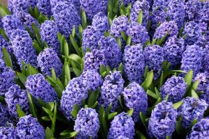 pictures flowers-25-14