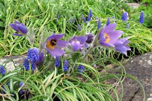 pictures of flowers-27-29