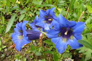 pictures flowers-3-36