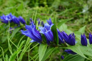 pictures of flowers-5-05