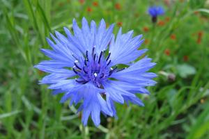 blue flowers-5-30