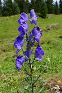 pictures of flowers -6-17