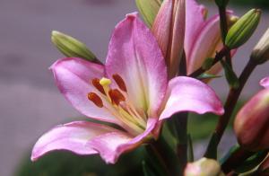 flowers-6xps