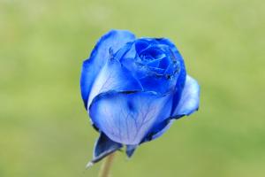 blue flowers-7-01