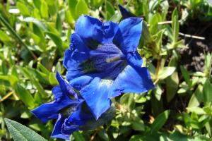 blue flowers-7-08