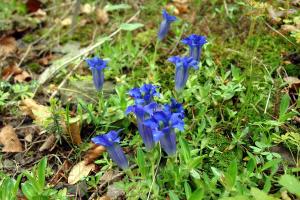 pictures flowers-8-03