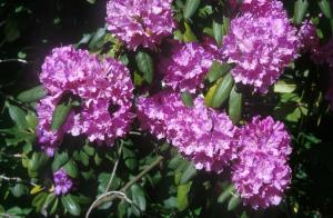 flowers-bush-9n3w
