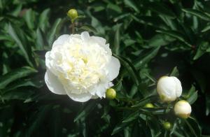 flowers images