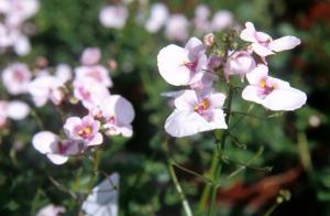 flowers photos