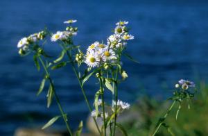 flowers-lake-t3x4