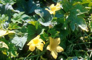 flowers-leaves-wa8q