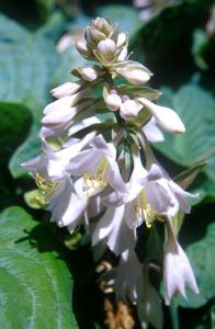 flowers-q92k