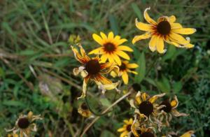 flowers-ql0y