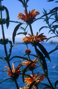 flowers-water-z6d0