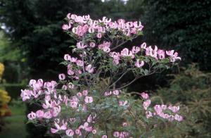 flowers-x7jz