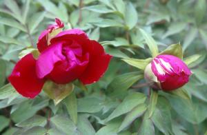 flowers-yl6y