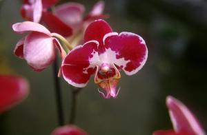 free-picture-flower-3yxs