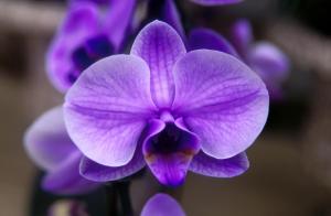 image-flower-3yl2