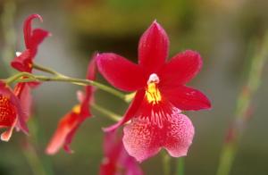 image flower