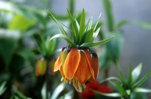 image-flower-c6z5