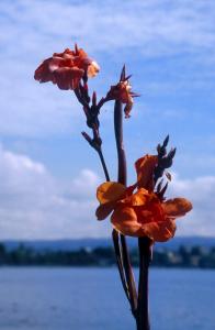 lake-flowers-v63x