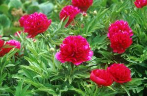 leaves-flowers-c6je