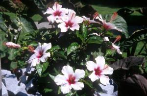 leawes flowers photos