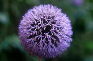 macro flowers
