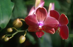 orchid