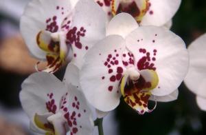orchid-white-184g