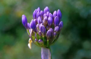 photo-flower-xcn6