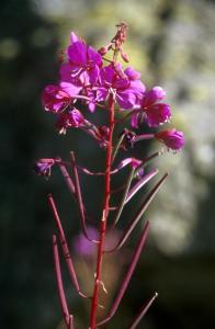 pic-flower-38fl
