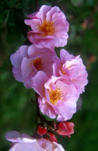 pic flowers