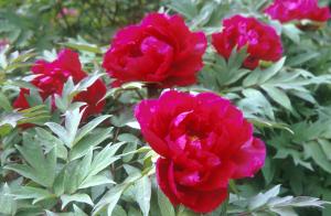 pic-flowers-vg2f