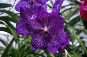 picture-orchid-g4q1