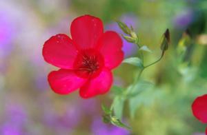 red-flower-vjt8