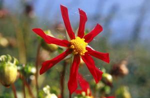 red-petals-4a0o