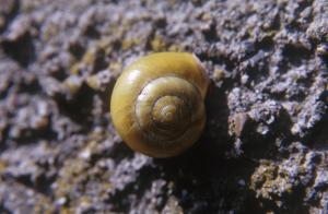 snail