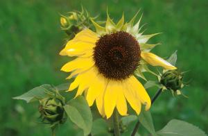 sunflower-cv7w