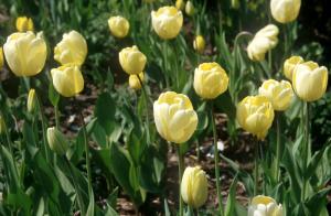 tulips
