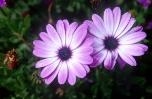 two flowers