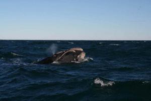 whale-pictures0235