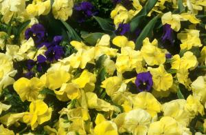 yellow-flowers-fcd6
