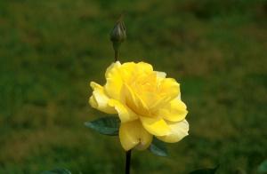 yellow rose