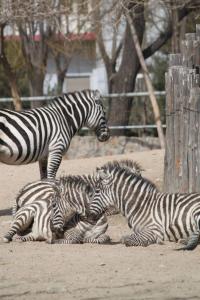 zebrapictures02