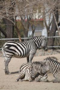zebrapictures03
