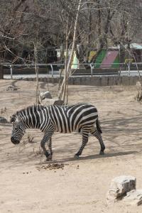 zebrapictures08
