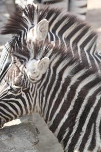 zebrapictures09