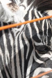 zebrapictures15