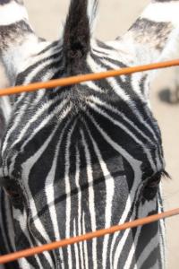 zebrapictures16